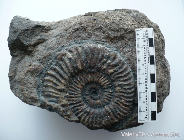 Pseudogrammoceras