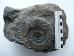Pseudogrammoceras в куске породы