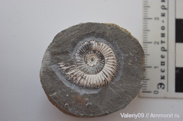 Dactylioceras