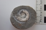 Dactilyoceras 1