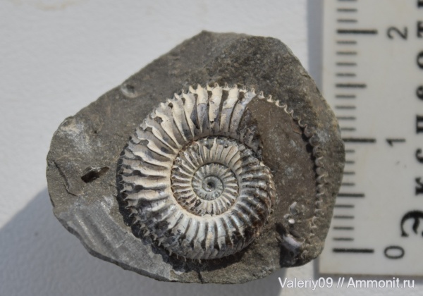 Dactylioceras