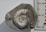 Dactilyoceras 2
