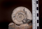 Свежий Dactilyoceras