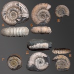 Dactilyoceras ?