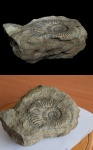 3d скан образца