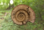 3d скан Dactilyoceras