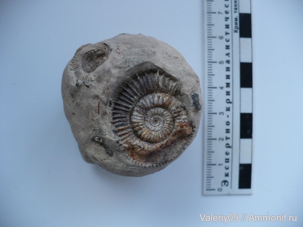 Dactylioceras