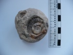 Открыл сезон 2016 (Dactilyoceras)