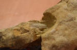 Pinna