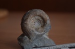 3d скан Dactilyoceras и Peronoceras