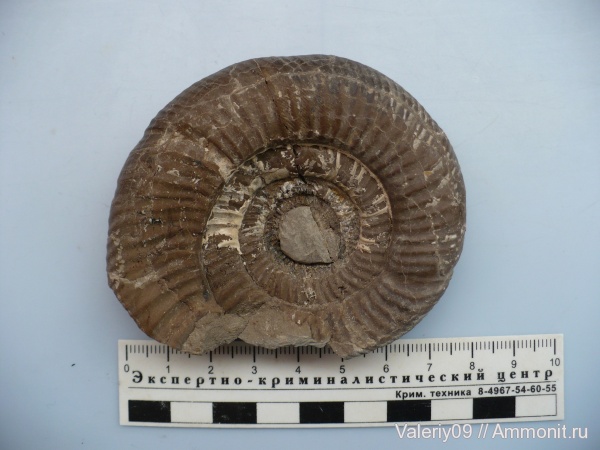 Bajocisphinctes