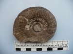 Bajocisphinctes