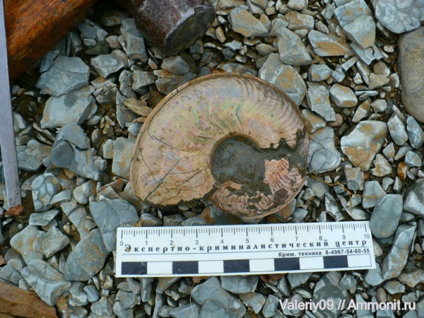 Harpoceras