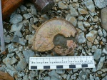 Аммонит (Harpoceras?) на месте находки