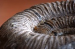 Dactilyoceras с уцелевшими шипами