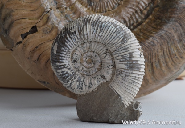 Dactylioceras