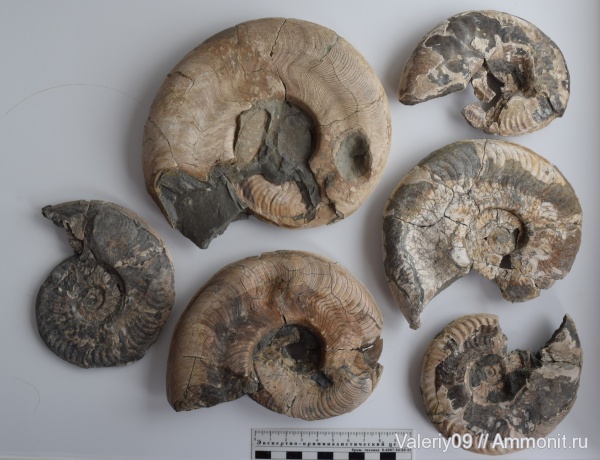 Harpoceras