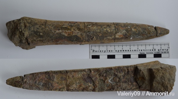 Odontobelus