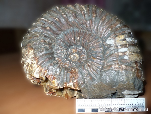Cheloniceras