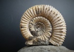 Dactilyoceras