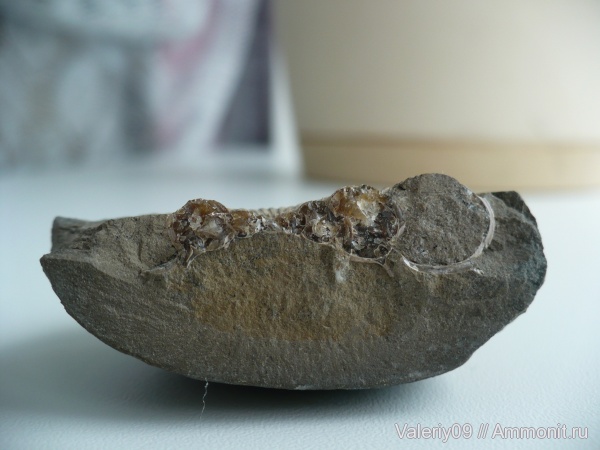Dactylioceras