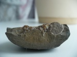 Dactilyoceras в разрезе.
