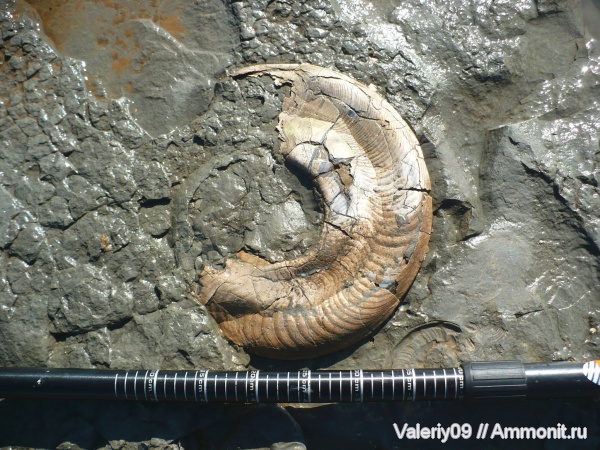 Harpoceras