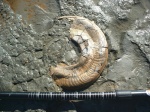 Harpoceras cf. pseudoserpentinum Gabilly на месте находки