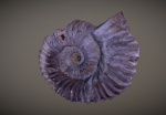 3d скан аммонита Cheloniceras