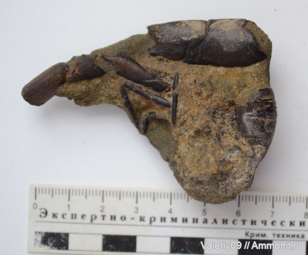 раки, апт, Hoploparia, Hoploparia longimana