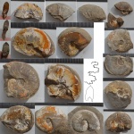 Leioceras opalinum