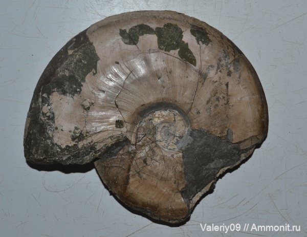 Leioceras