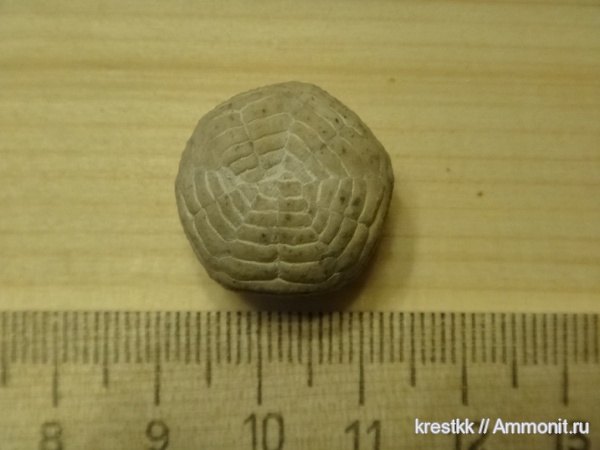 морские лилии, карбон, Flexibilia, Cibolocrinus, Cibolocrinus kutasovi