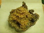 Колониальный коралл