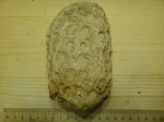 Колониальный коралл?