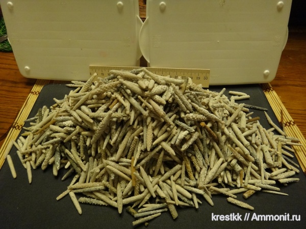 морские ежи, иглокожие, карбон, Archaeocidaris