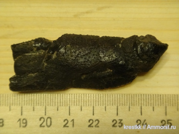 юрский период, Eryma mosquensis, Eryma, Jurassic
