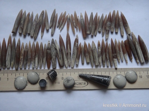 белемниты, Михайлов, Рязанская область, Hibolithes, belemnites