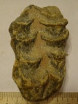 Коралл с берега Баренцева моря
