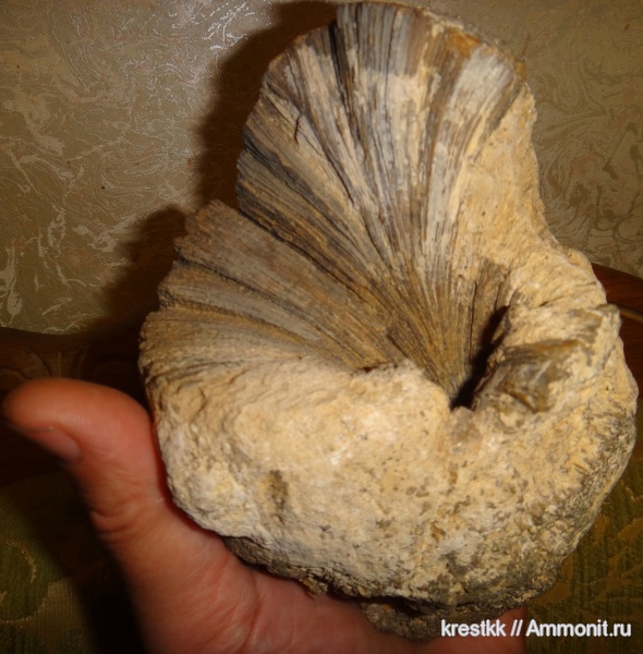 Chaetetes radians