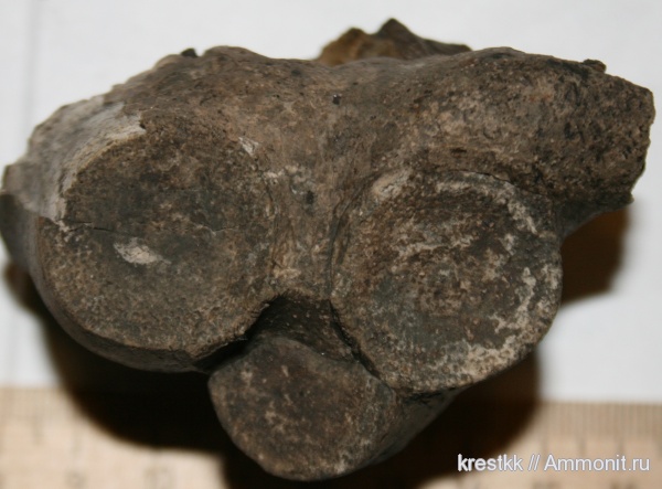 Cyclocrinus, holdfast