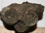 Морская лилия. Корневой диск Cyclocrinus