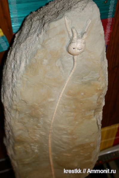 морские лилии, Cromyocrinus, Cromyocrinidae