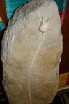 Морская лилия cromyocrinus