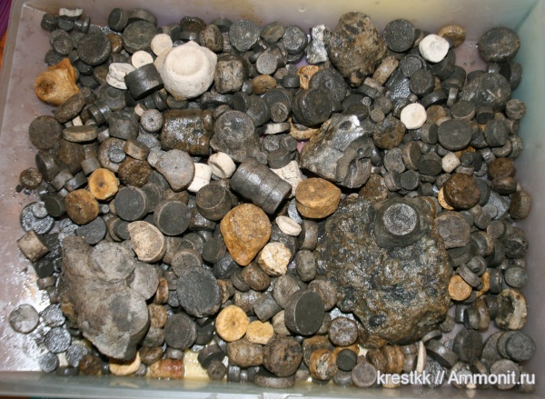 Cyclocrinus