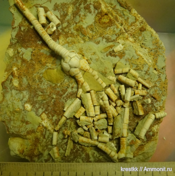 морские лилии, криноидеи, Moscovicrinus, Moscovicrinus multiplex