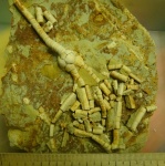Морская лилия Moscovicrinus multiplex