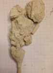 Морская лилия
