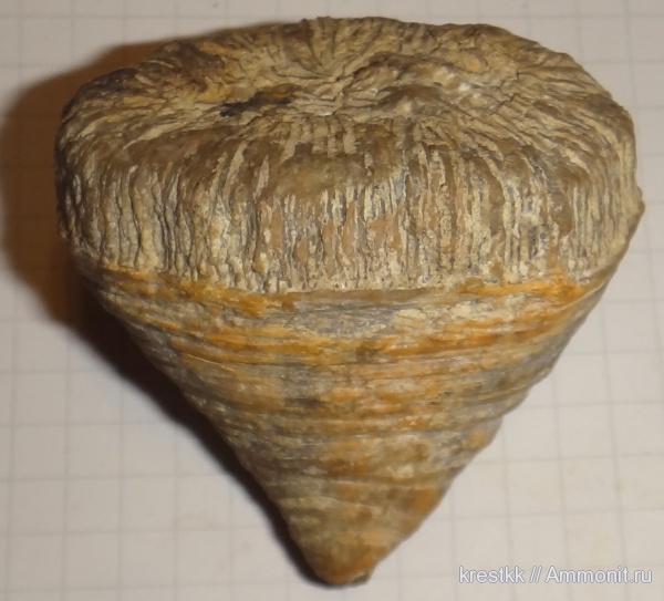 Scleractinia