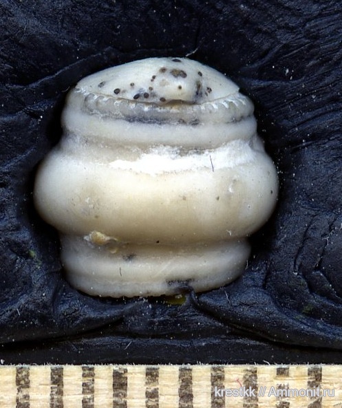 брахиоподы, морские лилии, карбон, Orthida, Rhipidomellidae, Rhipidomella